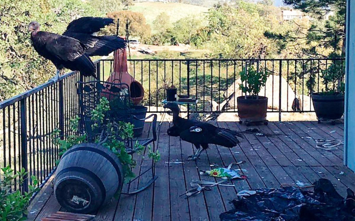 Cóndores de California descansan en una barandilla en la casa de Cinda Mickols en Tehachapi, California. (Cinda Mickols vía AP)