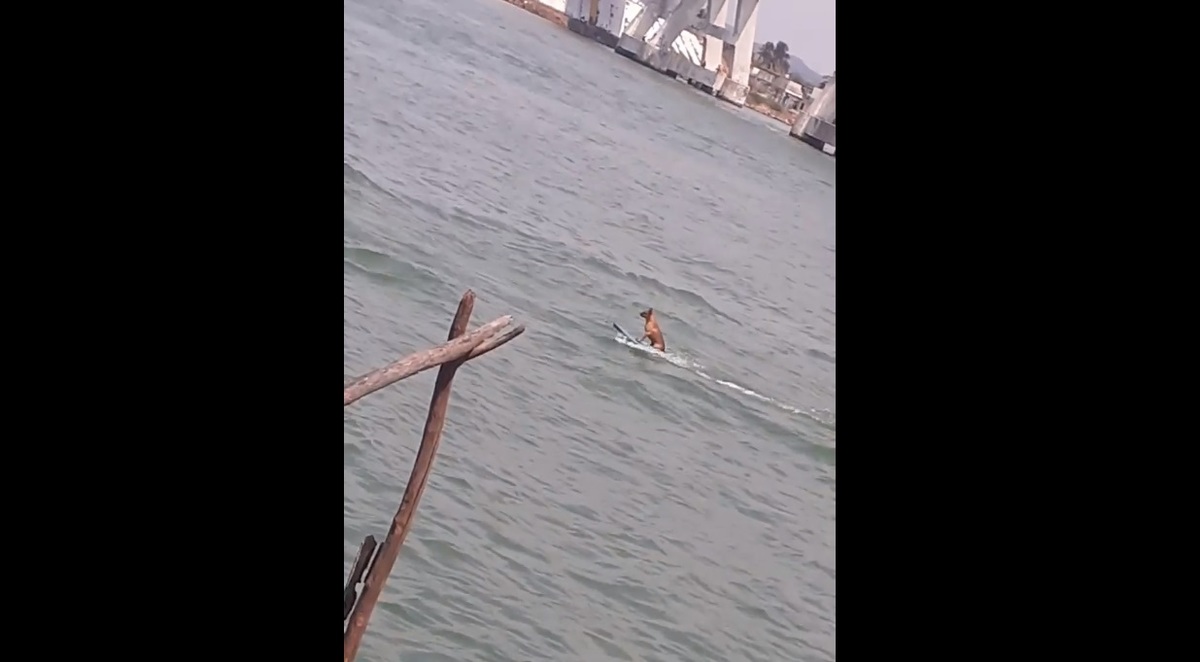 El perro es arrastrado por una lancha. (Isabel Zamudio)