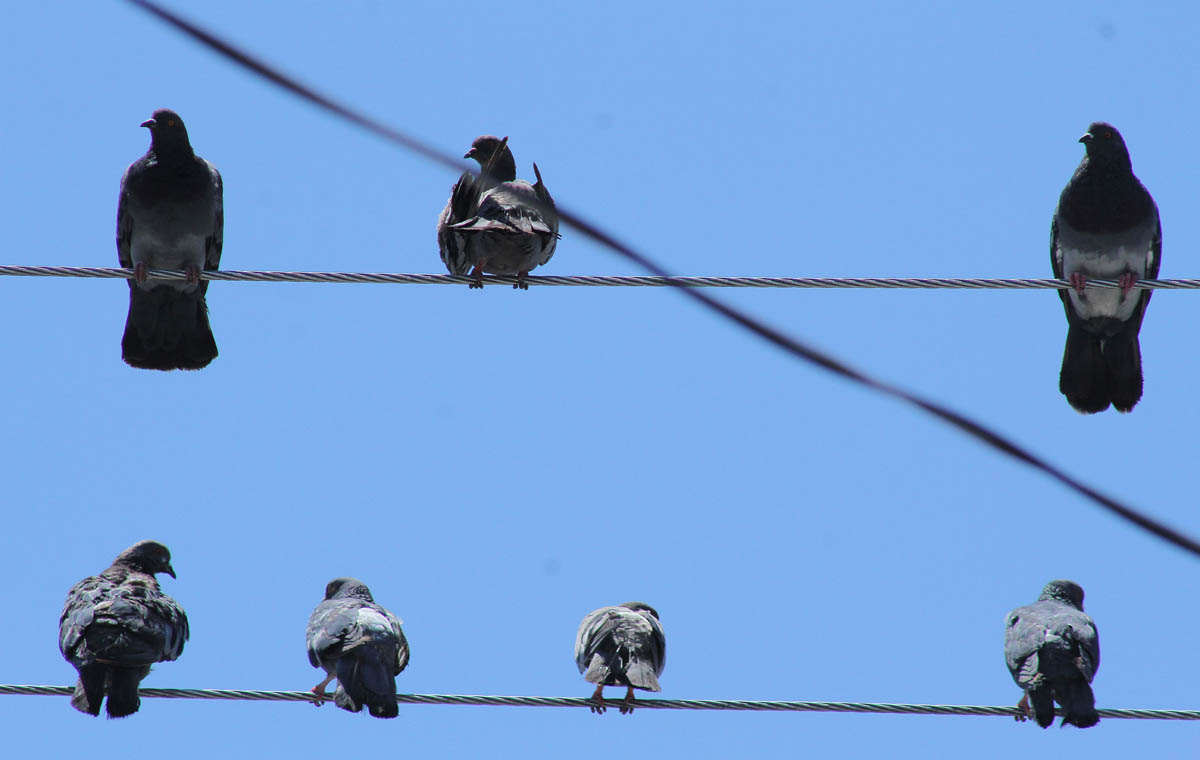 Se recomienda a la ciudadanía, mantenerse alejados de este tipo de aves y no alimentarlas. | Archivo