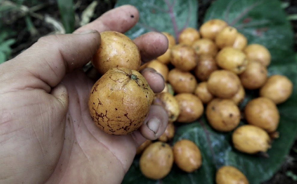 Sequía afecta producción de frutas