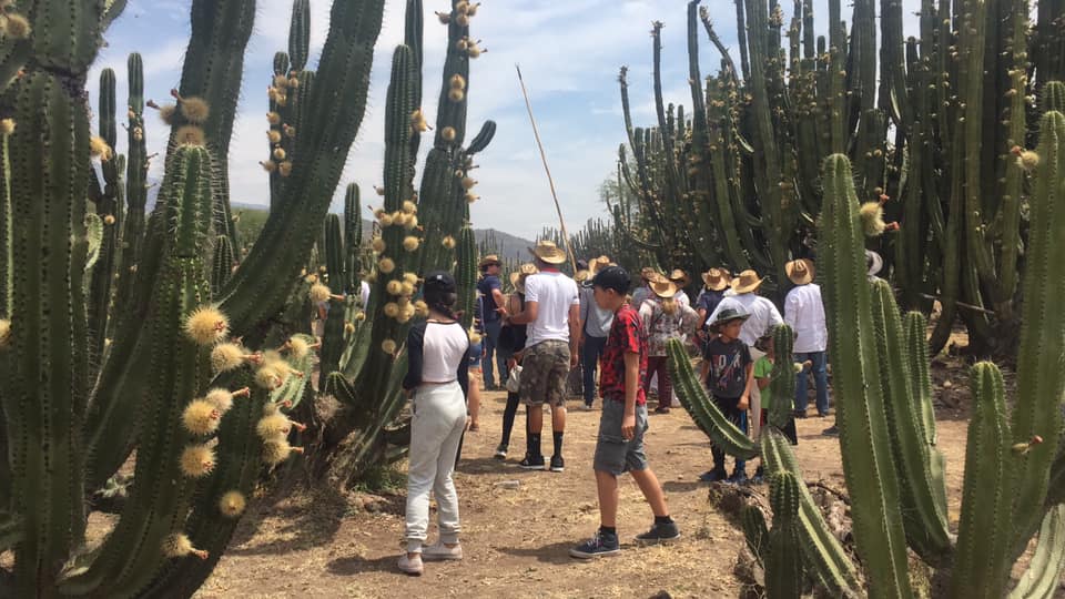 Además de degustar platillos elaborados con pitayas, los visitantes pueden cortar los frutos directamente de los pitayales (Cortesía)