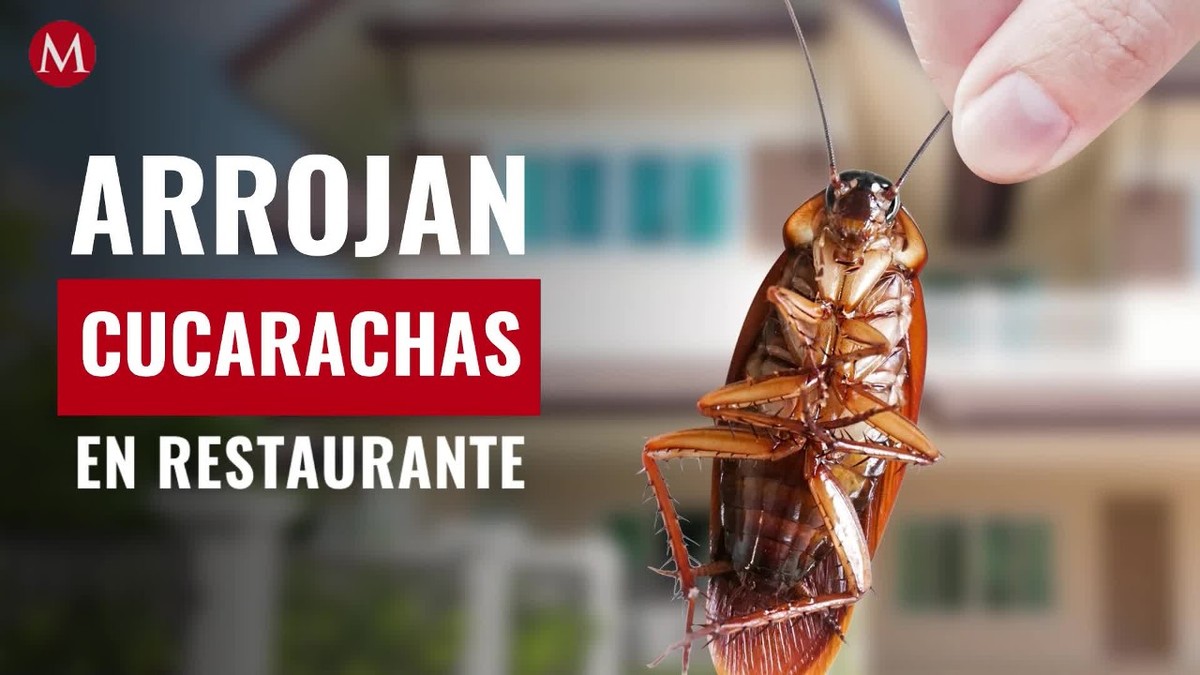 ¿Fue venganza? Arrojan más de mil cucarachas en restaurante; video se hace viral