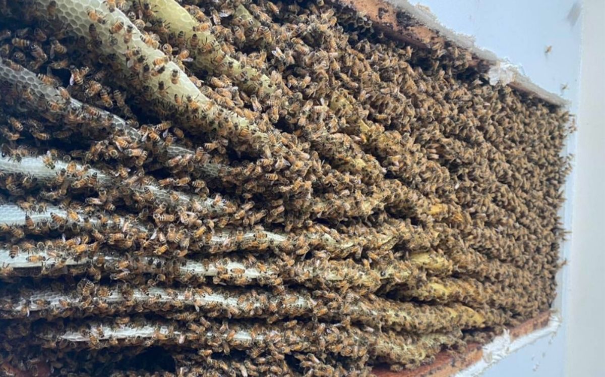 Colmena con al menos 100 mil abejas (Georgia Bee Removal)