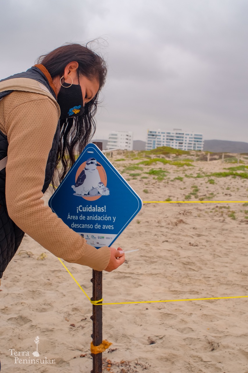 El cerco permanecerá instalado en la playa frente a Pacífica at Ensenada Bay.| Especial