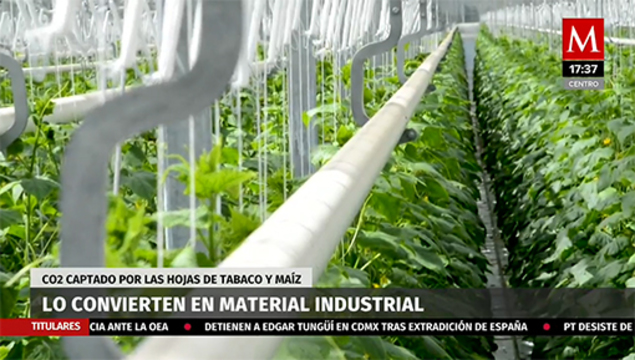 Biólogos californianos convirtieron en CO2 en material industrial.