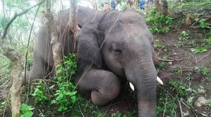 Los elefantes fueron encontrados en el bosque de la zona india. | Twitter