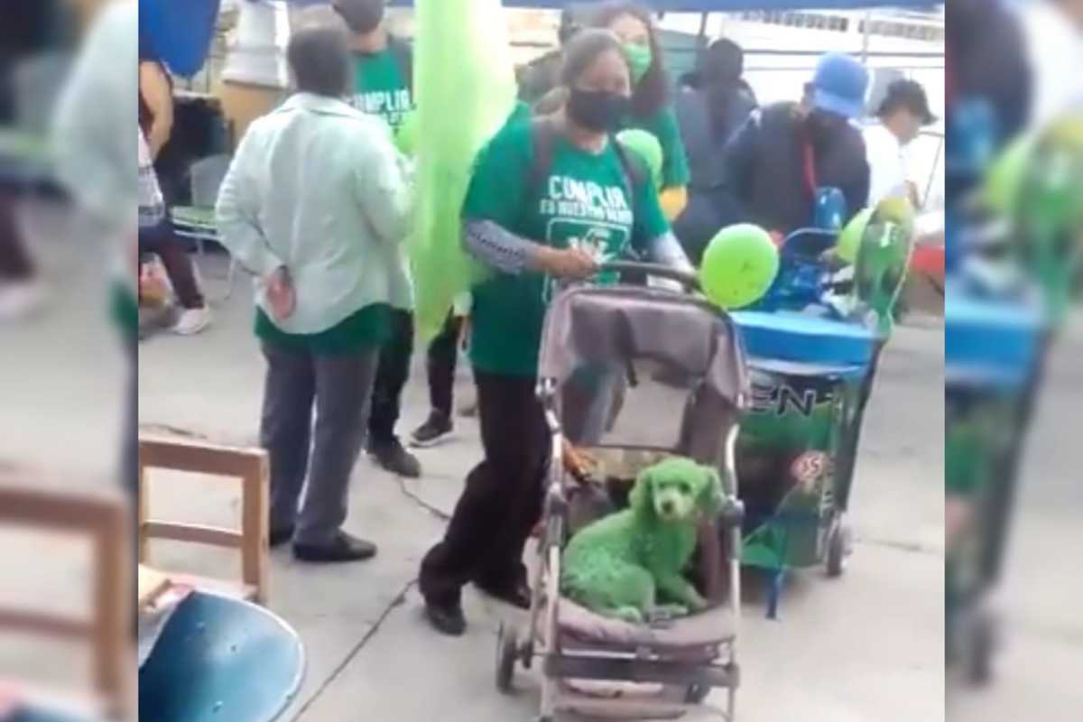 Pintan a perro de verde en Puebla. (Especial)