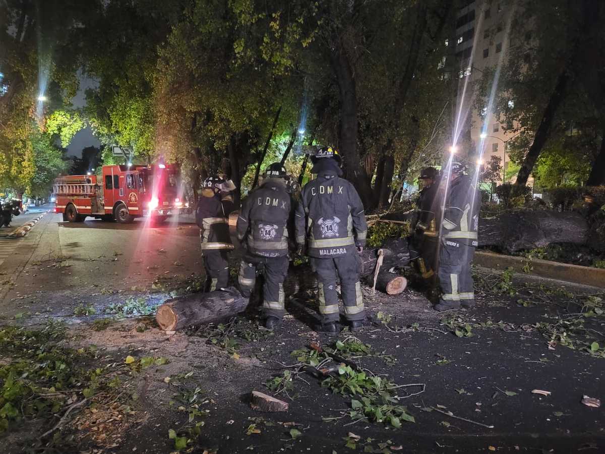 árbol de 15 metros cae sobre Circuito Interior | Ramón Ramírez