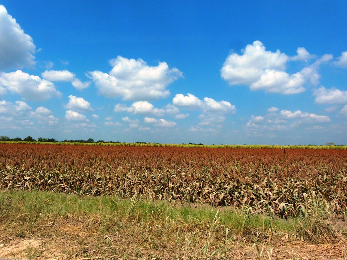 Sin autosuficiencia alimentaria en Pánuco. (Aristeo Abundis)