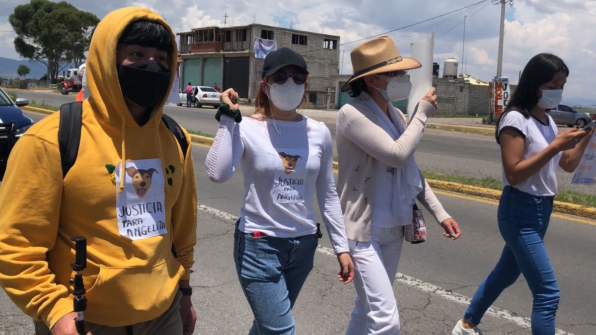 "Angelita" fue hallada colgada en un árbol; "ya se hizo una denuncia y no es la primera vez que matan a un perrito en esta zona".