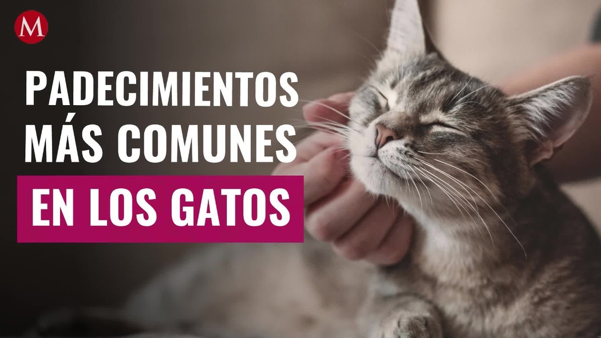 Señales de padecimientos comunes en los gatos
