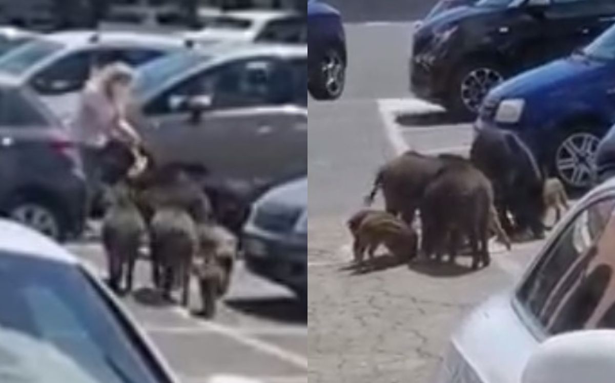 Los jabalíes acorralando a la señora (Captura)