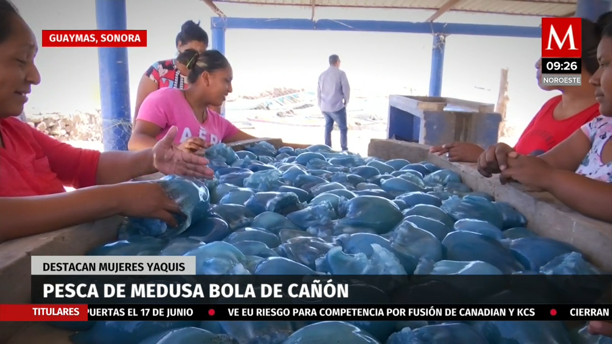 Mujeres Yaquis, las encargadas de la pesca de medusa bola de cañón