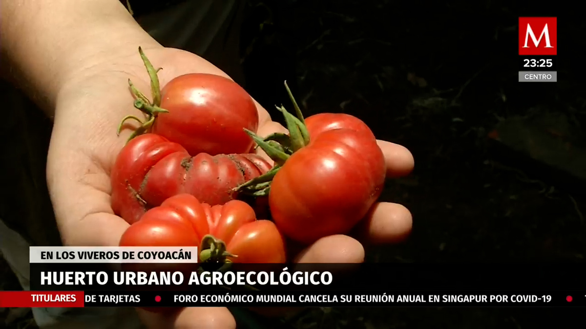 Este es el primer huerto urbano, ubicado en Viveros de Coyoacán, CdMx