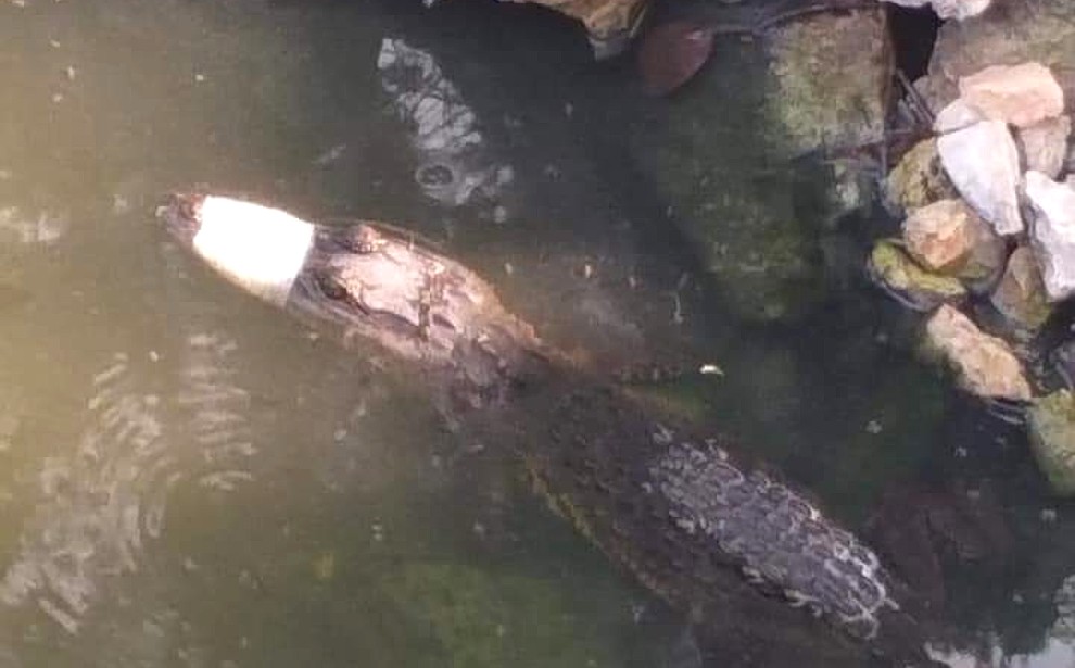 cocodrilo amarrado en Ciudad Madero/ Foto Anahy Meza