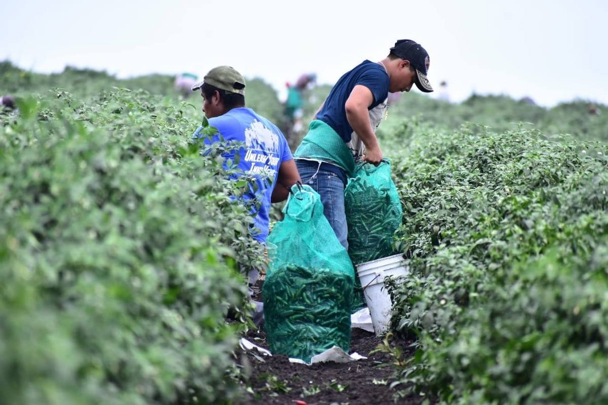 Actividad laboral en campos de Tamaulipas.