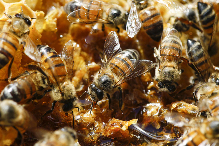 El objetivo es proteger a la abejas y a otros polinizadores para resolver problemas con el suministro de alimentos en el mundo. | EFE