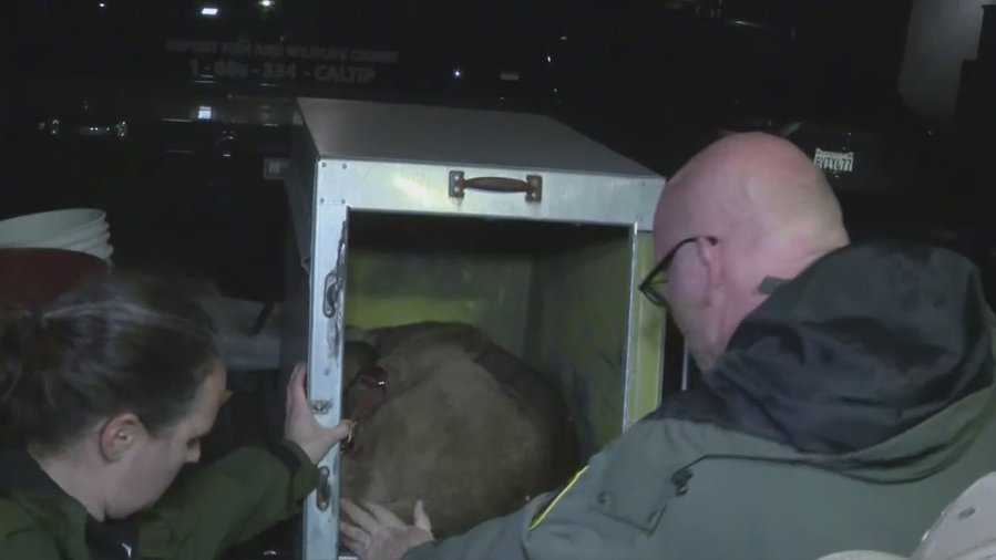 Los oficiales de control de animales en San Francisco capturaron al puma la madrugada del jueves. (Especial)