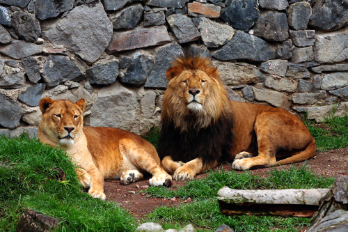 Leones en Zacango