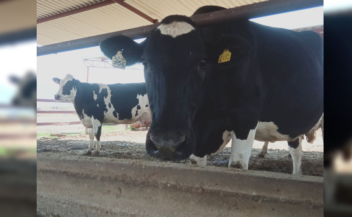 Anteriormente un productor era sostenible con ocho vacas, ahora con 70 vacas (María Ramírez)