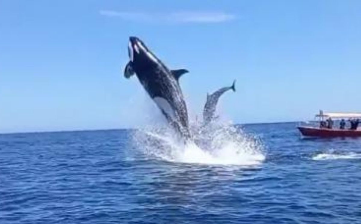 La orca realizó un salto de aproximadamente 6 metros de altura (Captura)