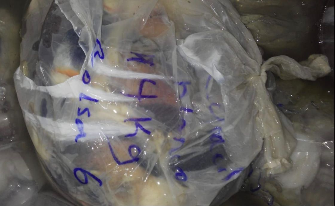 Detectan producto marino ilegal. (Especial)>