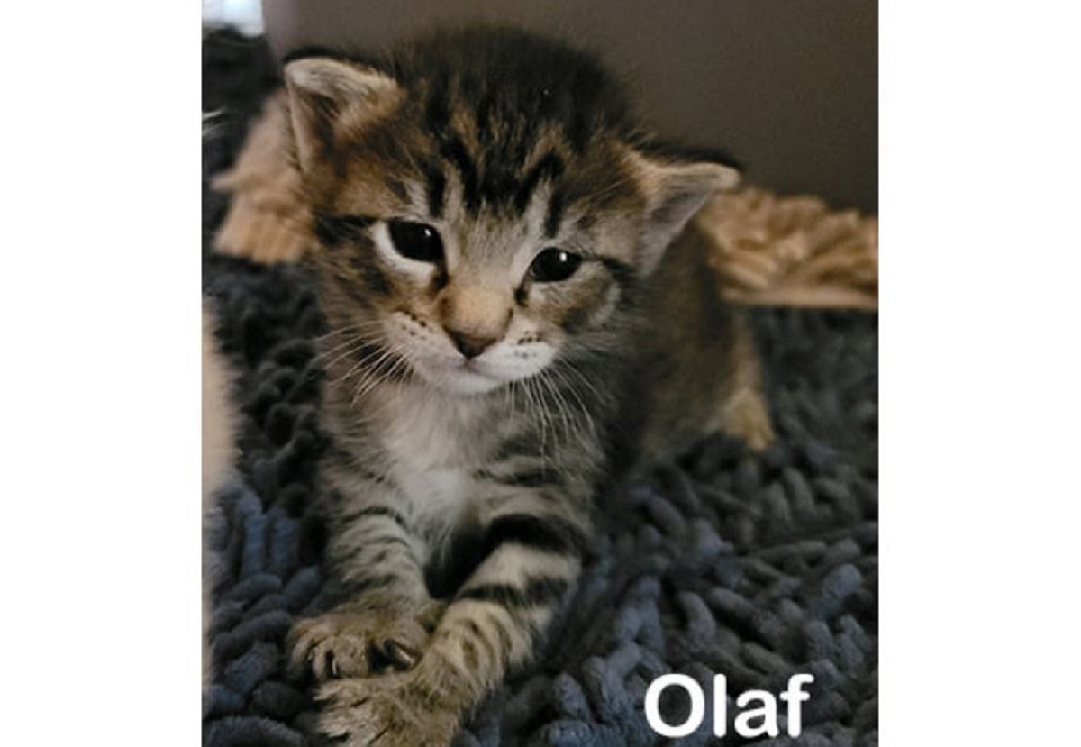 El gatito Olaf fue sacado de su jaula y desde entonces se desconoce su paradero. (Especial)