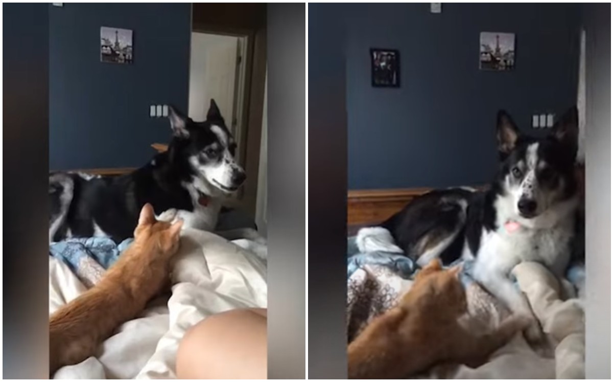Perro juega 'las traes' con gato (Captura).
