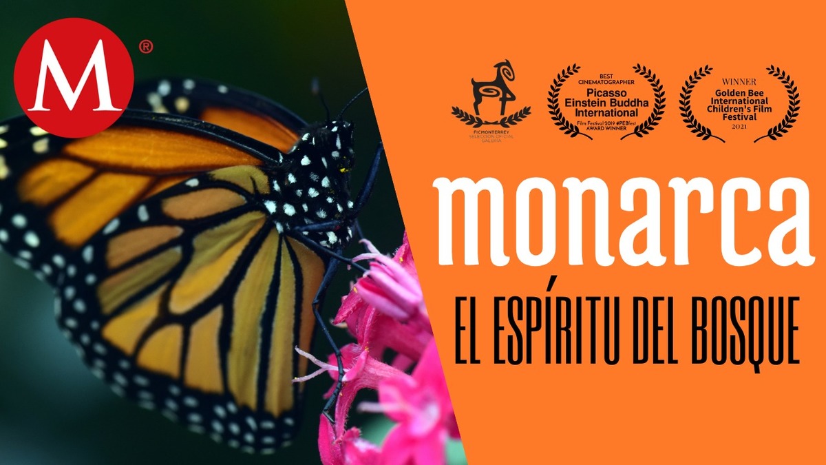 El documental revela cómo viven y registran las comunidades el paso migratorio de la mariposa por nuestro país.