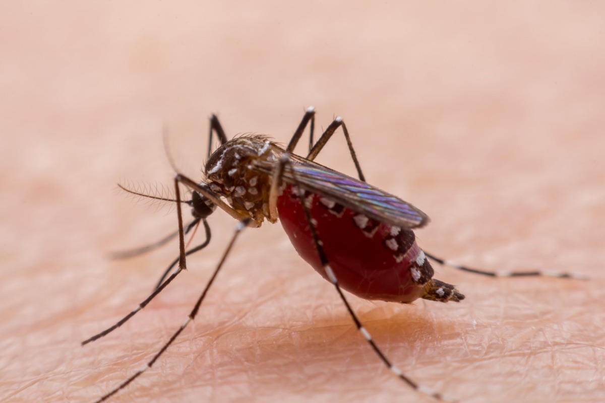 El dengue es una enfermedad que podría provocar la muerte | Shutterstock