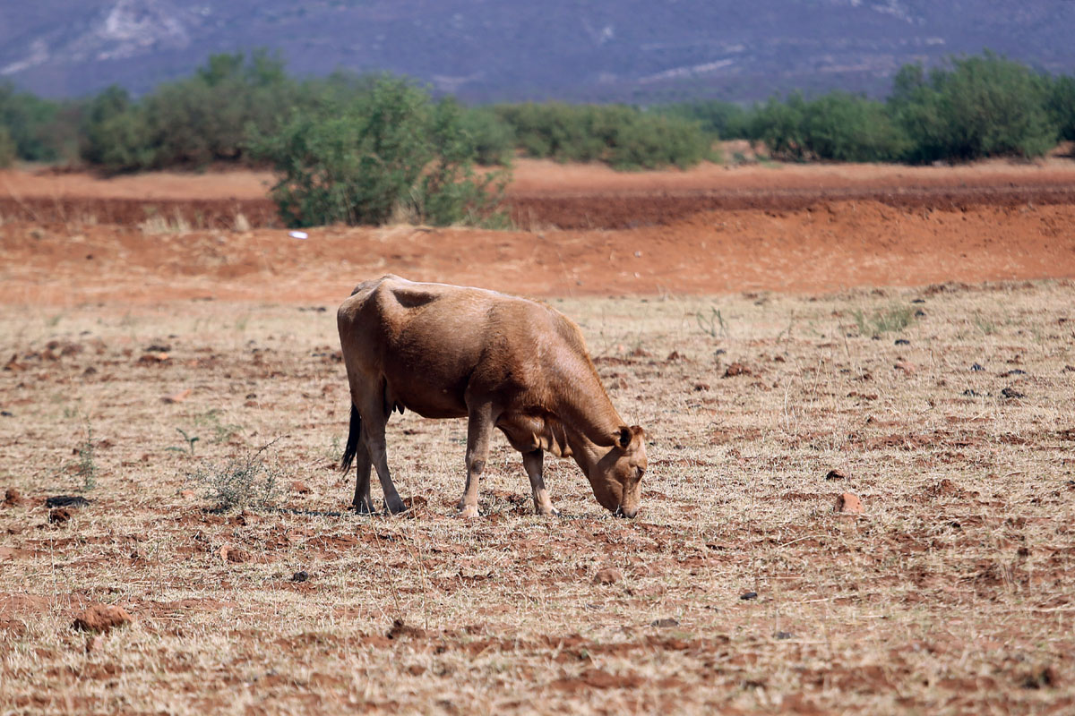 Las muertes de ganado impactan la precaria economía de los productores. | Rolando Riestra