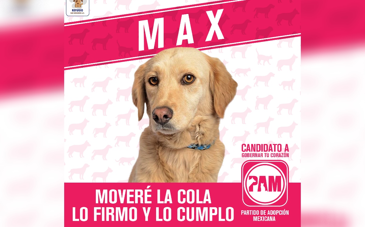 Estos perritos tienen las mejores propuestas (Facebook: Refugio San Gregorio).