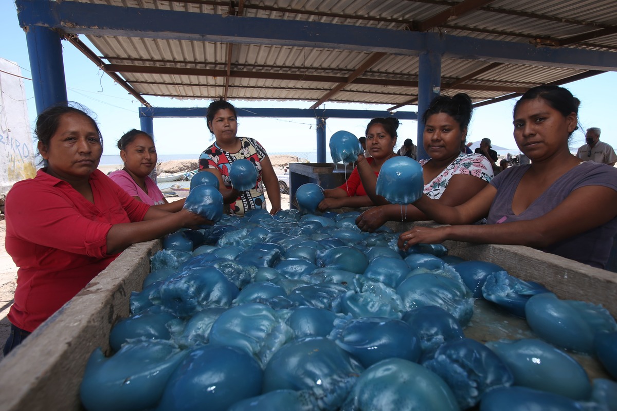 Trabajadoras de la procesadora para despiñonar la medusa | Juan Carlos Bautista