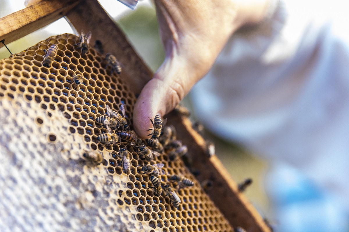 Actualmente se está trabajando con diversos proyectos para continuar con el cuidado de las abejas.  (cortesía)