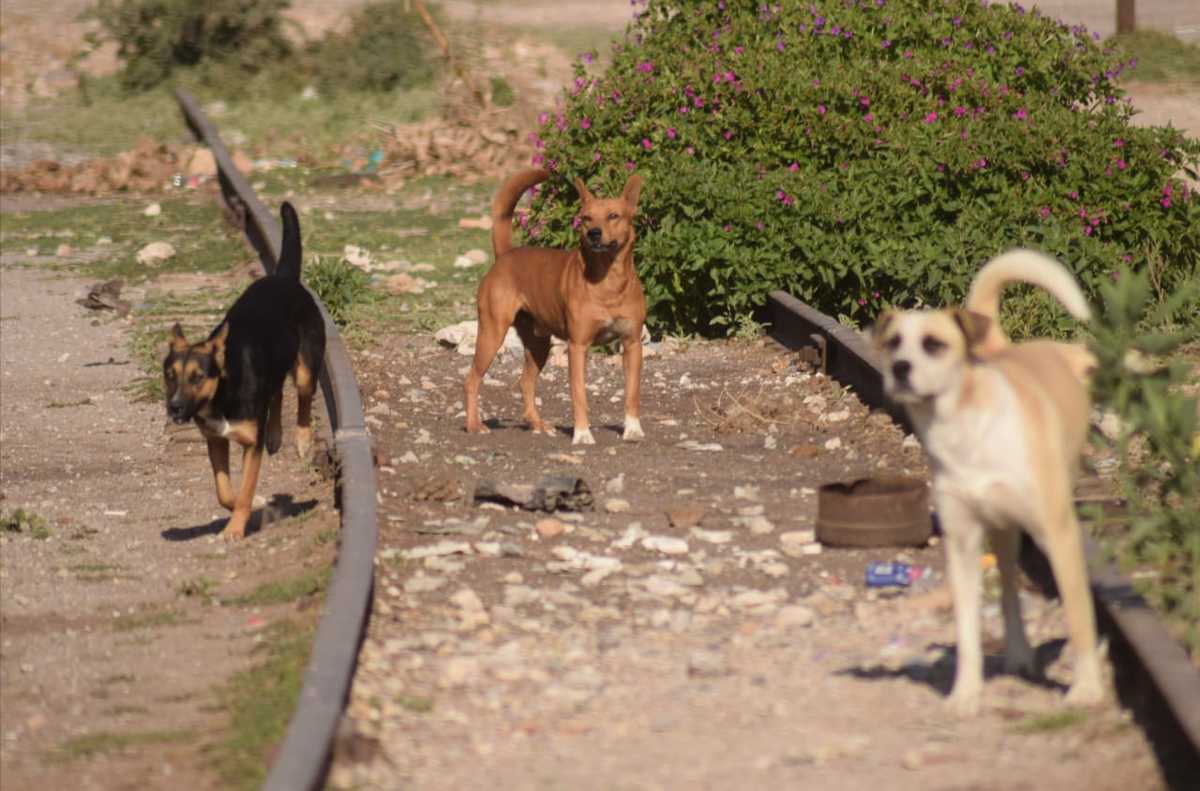 Perros en situación de abandono sobre vías del tren. (Francisco Villeda)