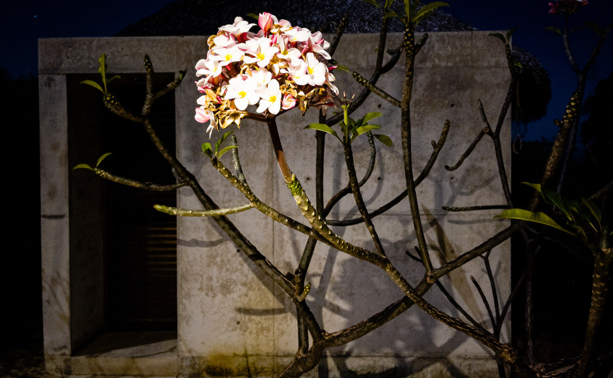 'Tadao Ando at 10:42 PM', una de las fotografías de la exposición 'Bloom'. (Foto: Lake Verea)