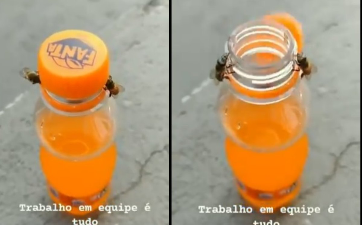 En el video, las abejas retiran la tapa del refresco en unos segundos. | Captura de pantalla