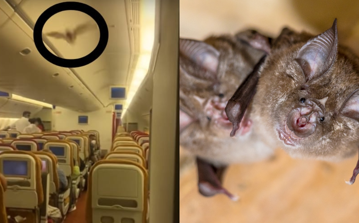 Captan murciélago en vuelo de Air India (Especial).