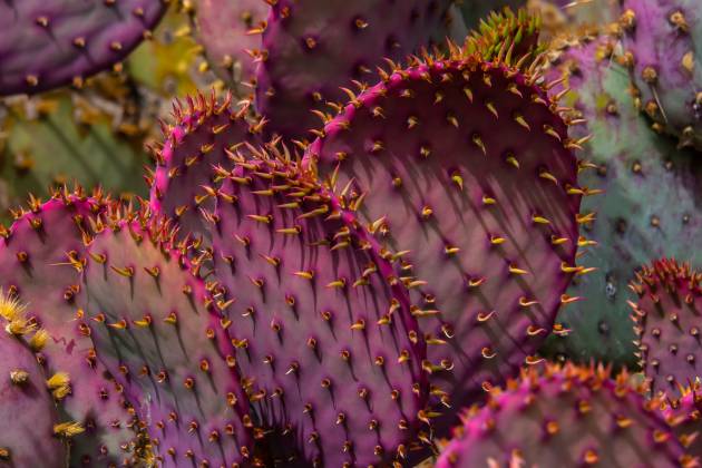 Este fenómeno de color morado sólo sucede en la zona del silencio. (Getty Images)