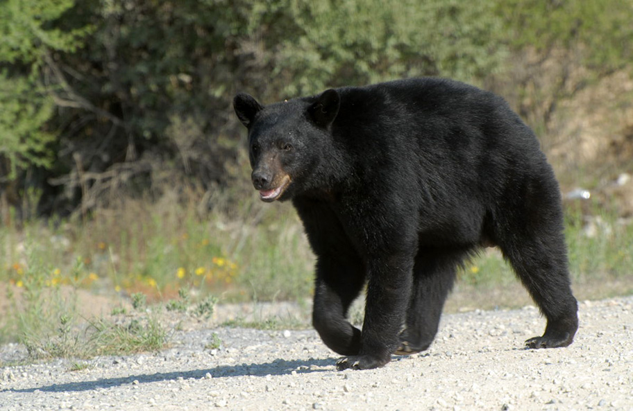 Ataques de osos en Coahuila. (Especial)