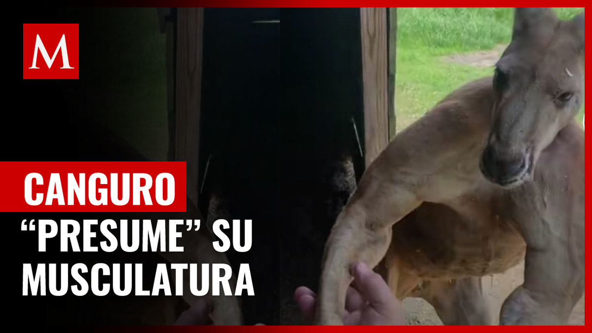 Canguro presume su increíble musculatura