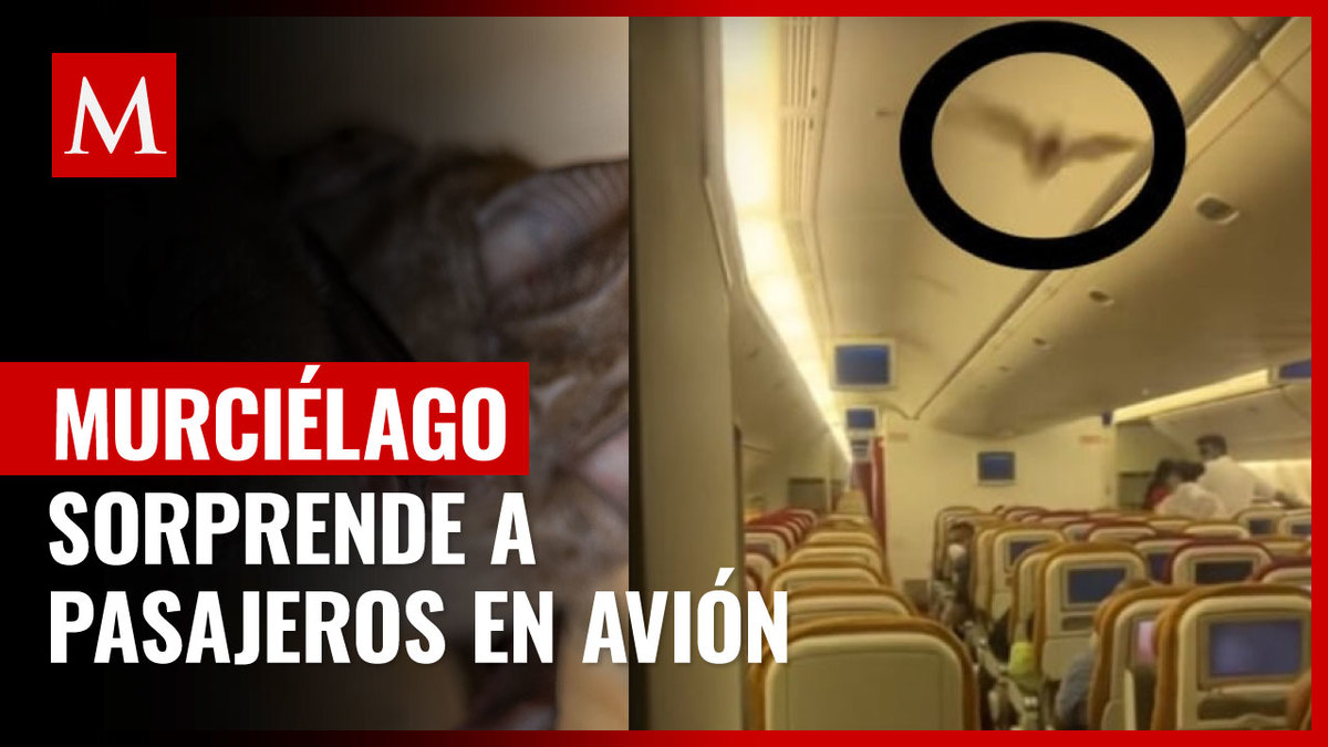 Murciélago sorprende a pasajeros en avión
