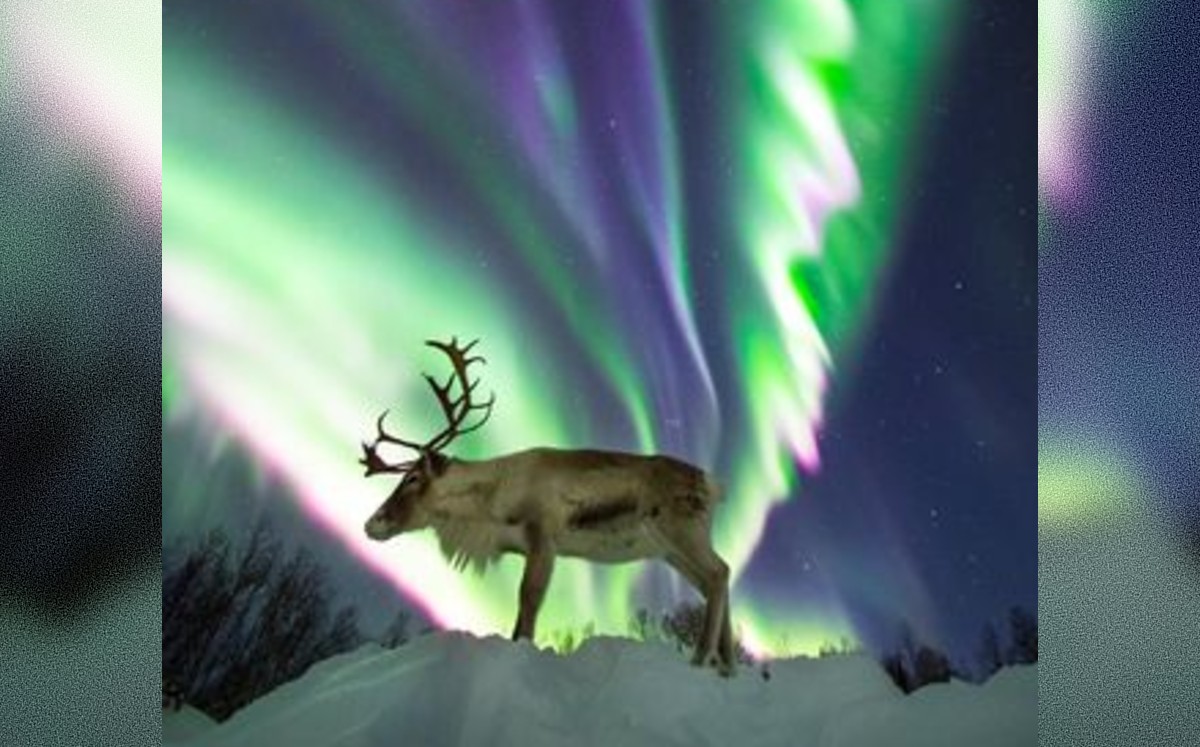 Captan a reno posando frente aurora boreal en Noruega (Instagram).