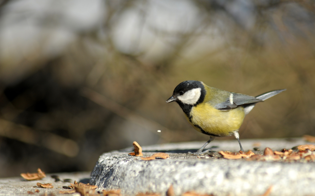 Pájaro carbonero común es afectado por estilo de vida estresante en las ciudades, según estudios (Shutterstock)