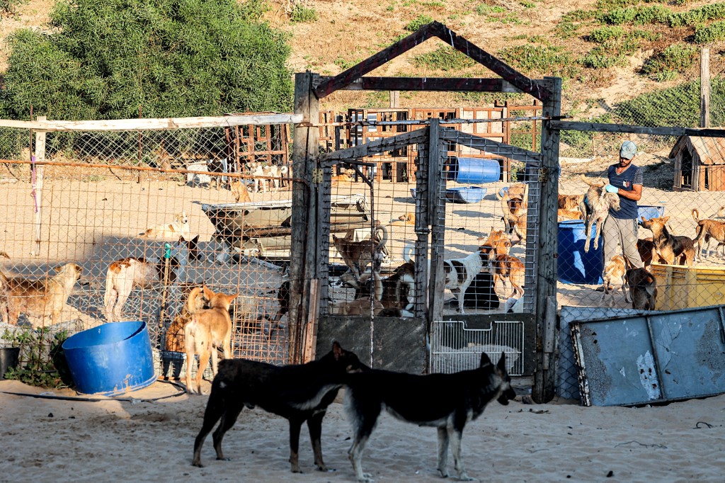 Un refugio de animales ha sido el escenario del tormento por el que han tenido que pasar los seres vivos en Gaza. | AFP