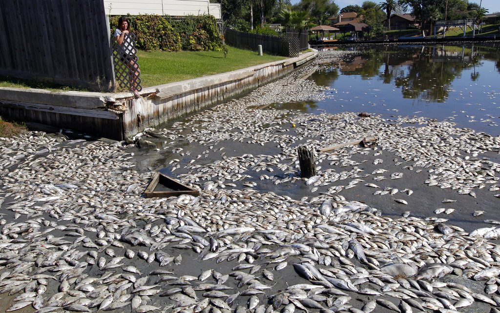 La falta de oxígeno podría aumentar la muerte de especies marinas. (AP)