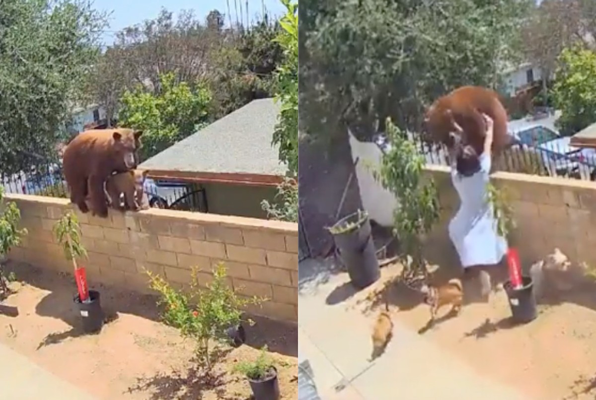 Hailey, de 17 años, salvó a sus perritos de una mamá osa que rondaba por su casa en California. / Fotografía vía Tik Tok.