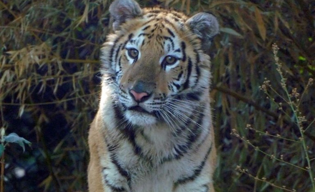 La hembra de tigre tenía 11 meses y falleció el 27 de mayo. | Sedema