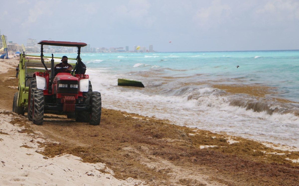 Las playas del Caribe, mexicano se han visto afectadas por la llegada de sargazo. (Cuartoscuro)