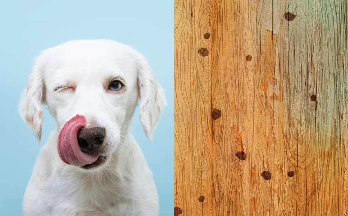 Encuentra el tierno lomito entre la madera en este complicado reto visual (Shutterstock y Sympa).